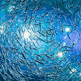 a shoal of fish a shoal of fish