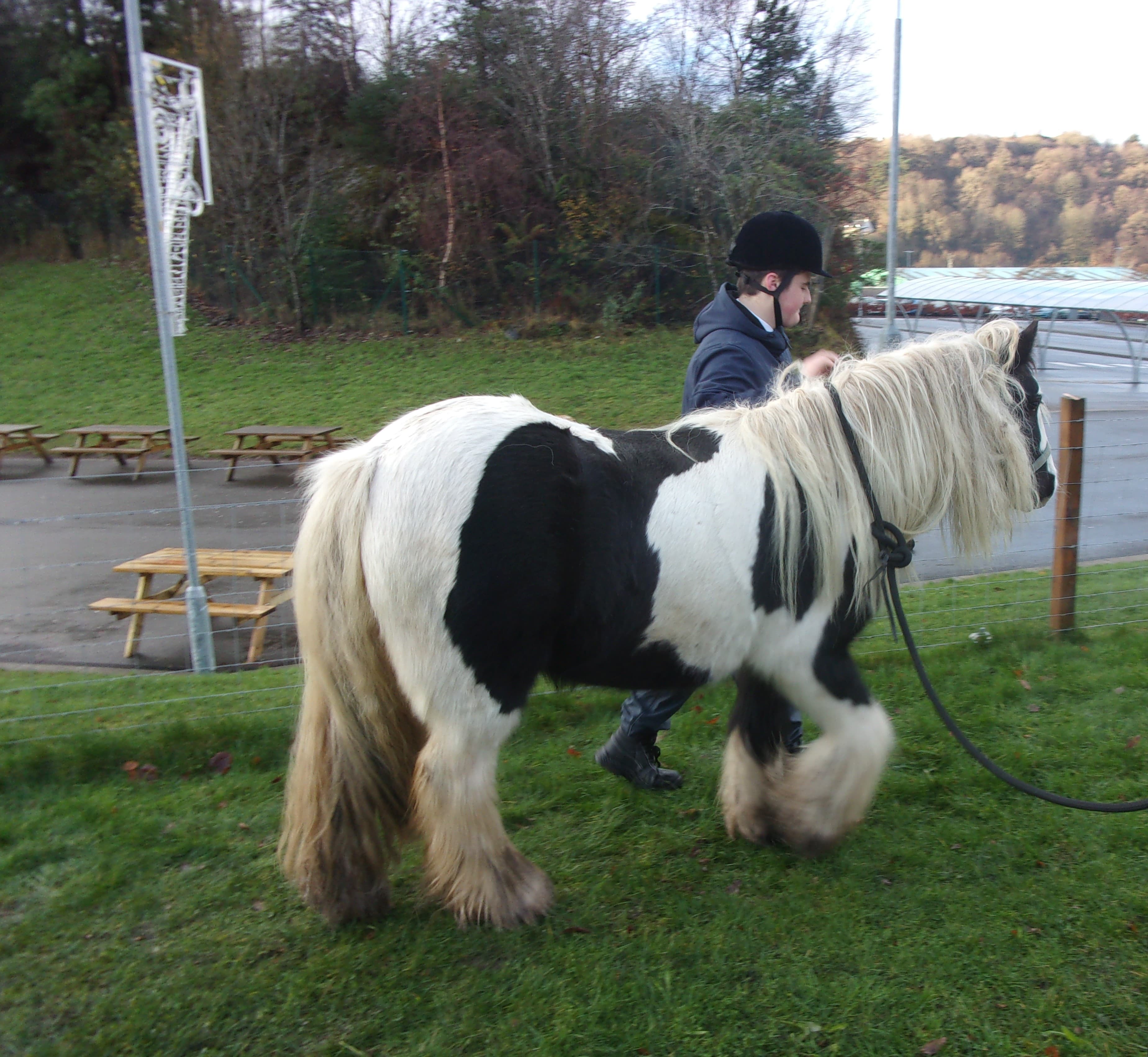 Oban School Students Get Hands-On with Angus the Pony