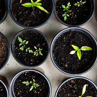 Plants growing in plat pots