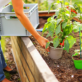 Person placing a plant pot in a planter box