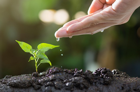 a hand with water dripping off it onto a sapling in soil