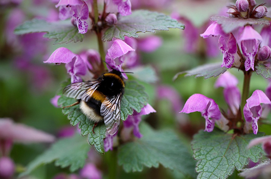 A close upof a bumblebee on a pink flower