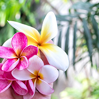 Pink, white and yellow flowers with tropical plant leaves in the background