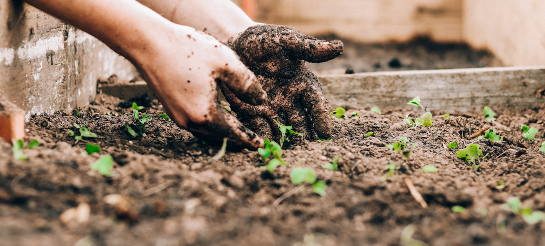 Hands digging into soil